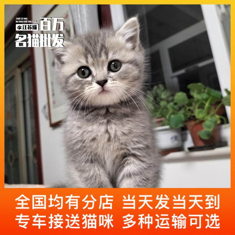 狸花猫活物中国田园猫橘猫小白猫宠物猫幼猫猫咪活体网红猫可爱猫