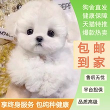 比熊幼犬活体韩系小体茶杯犬白色纯种宠物小狗不掉毛长不大卷毛狗
