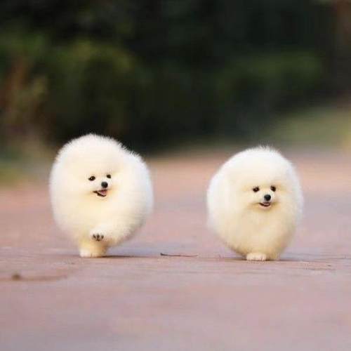 博美幼犬迷你学生版乖巧小型犬活泼活体长不大帅气便宜幼崽小体狗