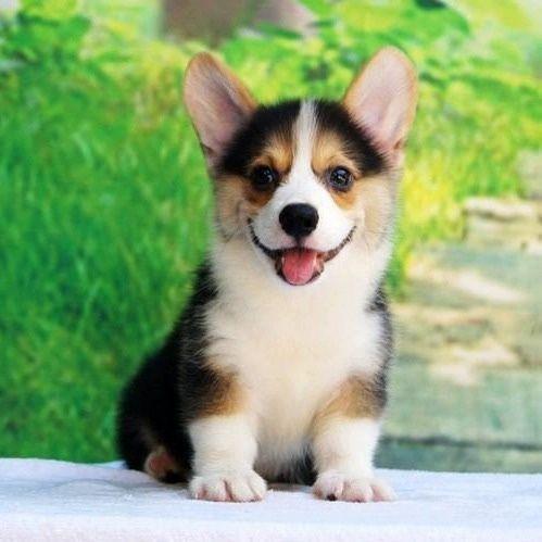 柯基幼犬便宜犬舍宠物狗家养陪伴黄白黑白小狗活物现货学生小短腿
