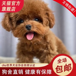 泰迪幼犬纯种活体灰贵宾犬小体花色不掉毛小型茶杯犬香槟色泰迪熊