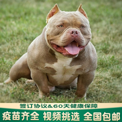 恶霸幼犬纯种赛级美国恶霸犬双血统蓝黑色丁香色口袋蛤蟆体恶霸犬