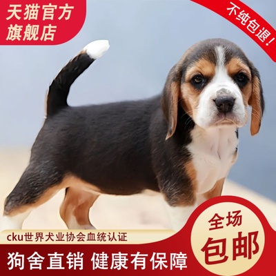 比格犬幼犬小型犬大耳朵巴吉度活物2-3个月宠物狗猎犬比格犬纯种