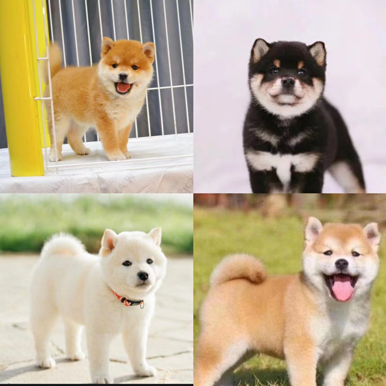 纯种双血统黑柴犬幼犬宠物狗活物秋田犬中华田园犬黄色白日本豆柴