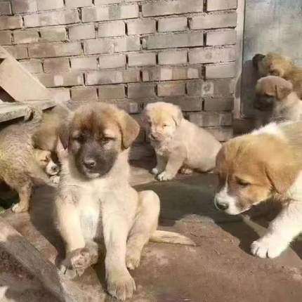 中华田园犬小型幼犬长不大高智商土狗仔宠物好养土狗崽本地家养狗