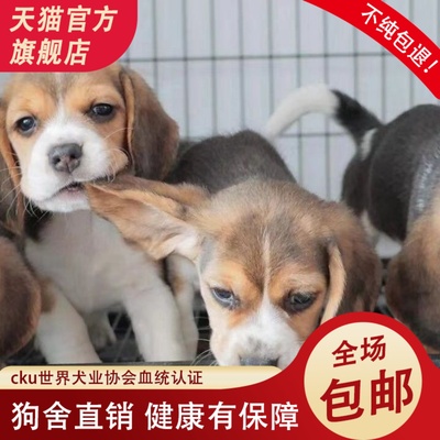 纯种比格犬幼犬大耳朵狗活体比格幼崽比格犬猎兔犬米格鲁犬宠物狗