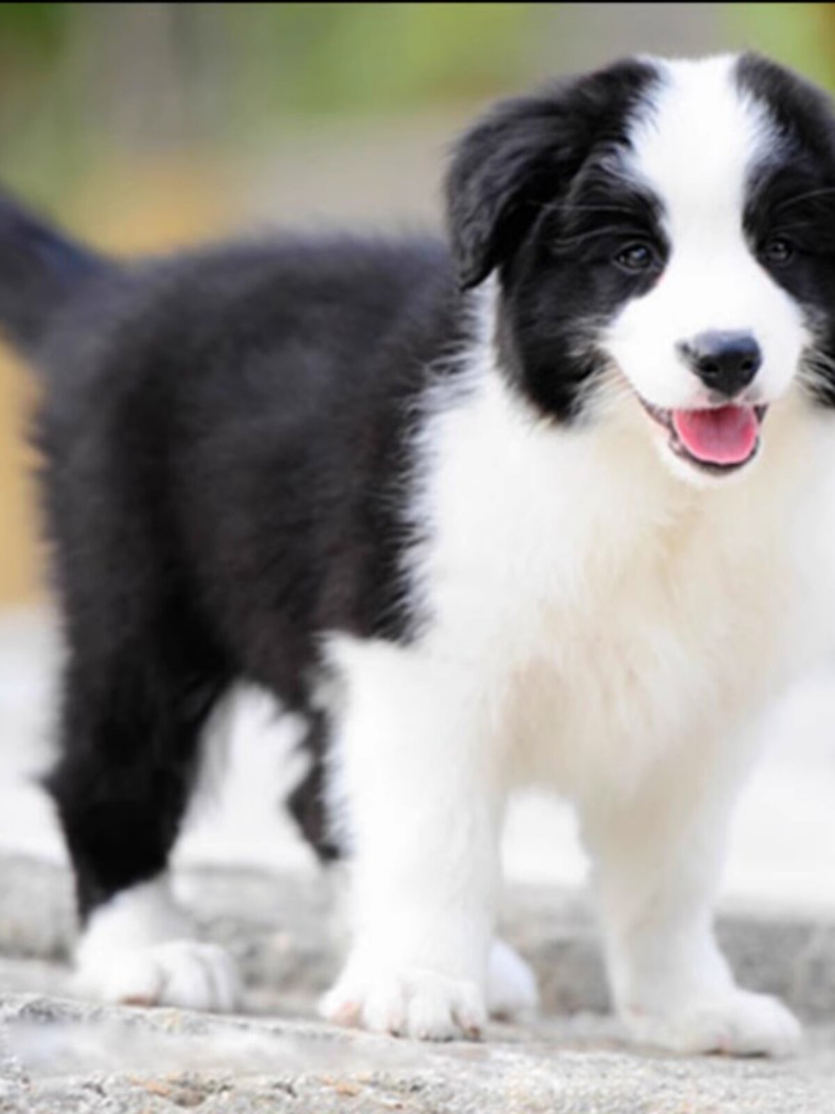 纯种陨石边牧幼犬活体家养七白三通金色边境牧羊犬幼崽中型犬宠物