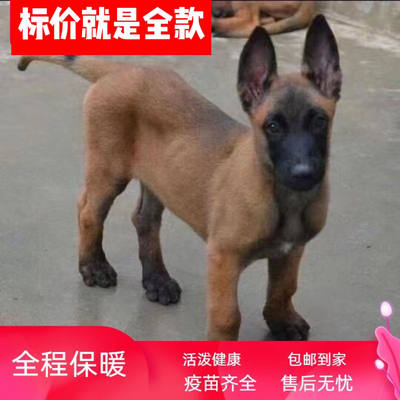 混血非纯种马犬马犬二三个月黄红马犬幼犬黄马黑红马犬狗犬护卫犬