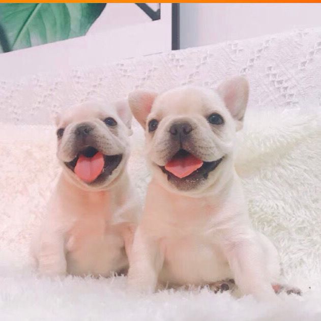 法牛幼犬法牛犬法国斗牛犬法牛幼崽活体奶油色法牛黑白花法牛犬