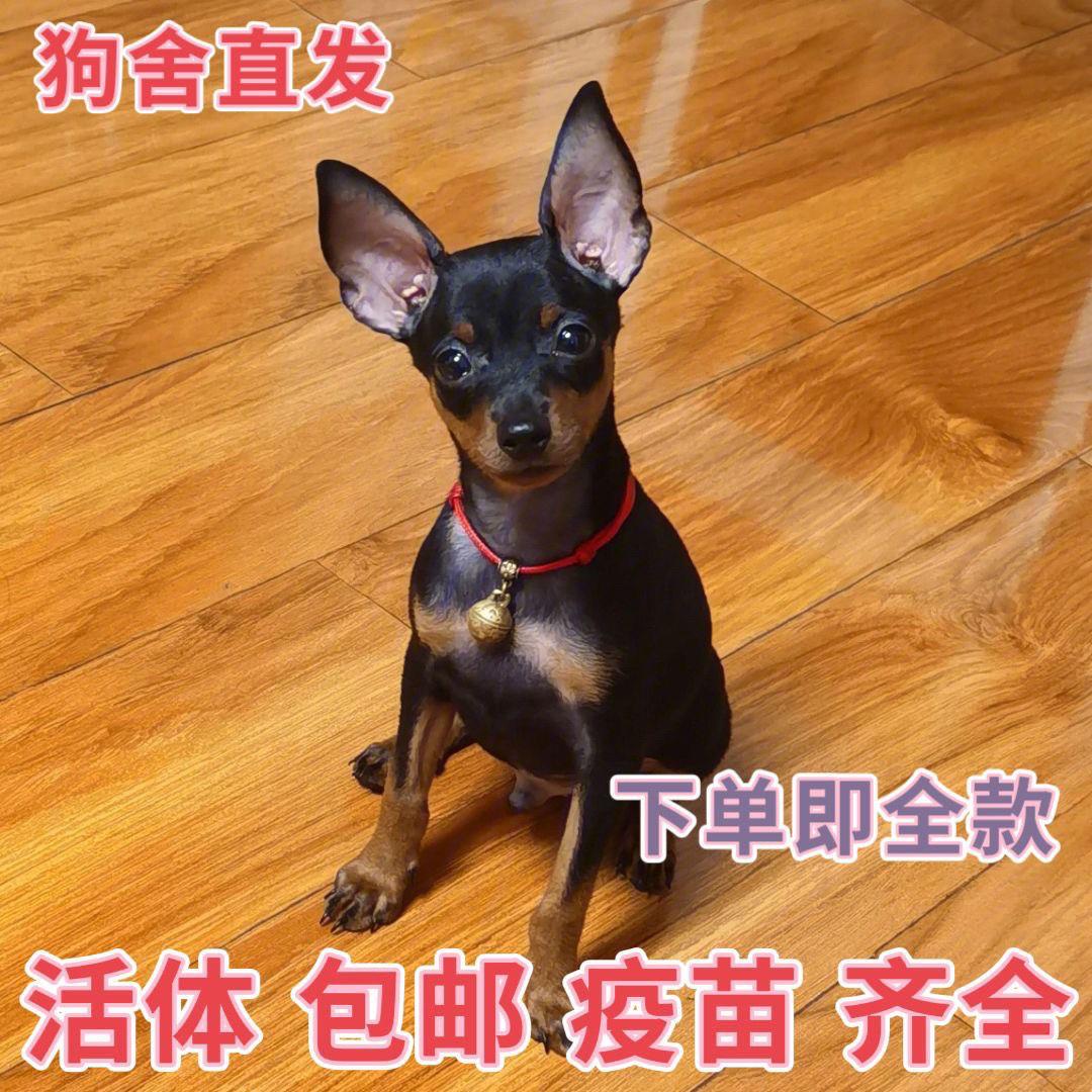 小鹿犬活物幼犬迷你可爱型狗狗真狗长不大混血茶杯犬幼崽小型犬