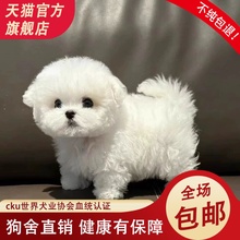 韩系比熊幼犬双血统茶杯犬飞耳纯种宠物狗狗小体迷你版白色宠物狗