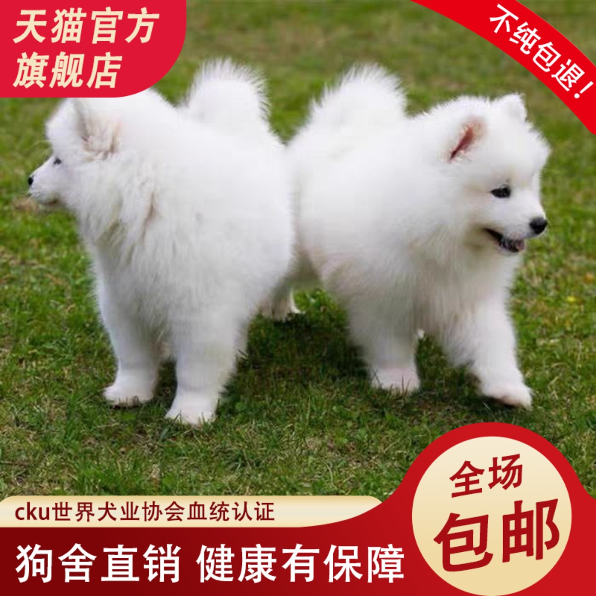 纯种萨摩耶幼犬活体微笑天使白色萨摩耶犬雪橇犬可爱的宠物狗活犬