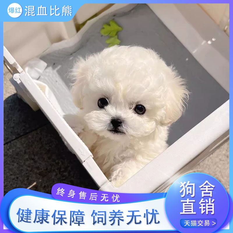 比熊混血犬小狗韩系真狗狗狗纯白色精品活体聪明超萌网红活物便宜