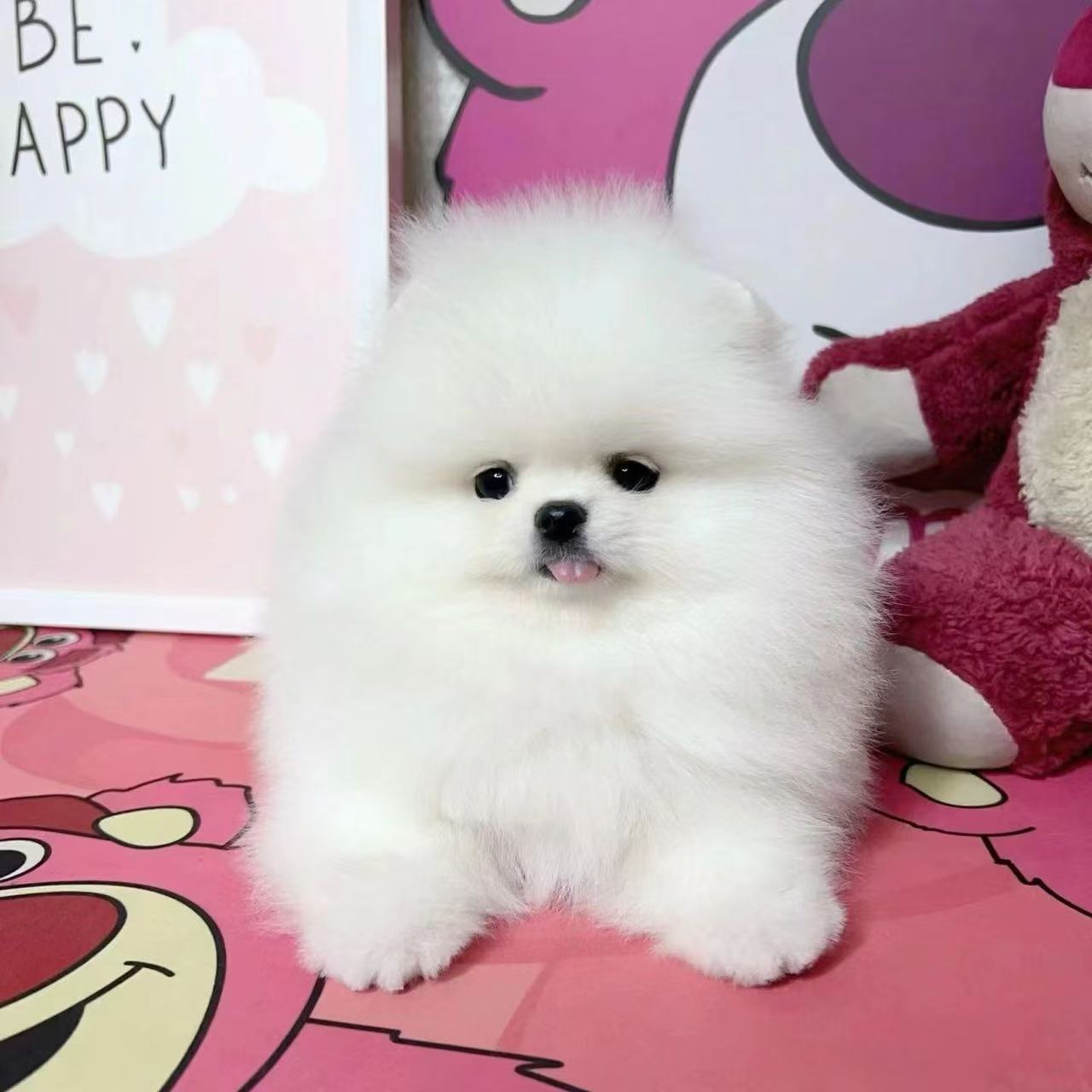 纯种博美幼犬活体长不大的博美俊介茶杯犬小体博美袖珍球体宠物狗