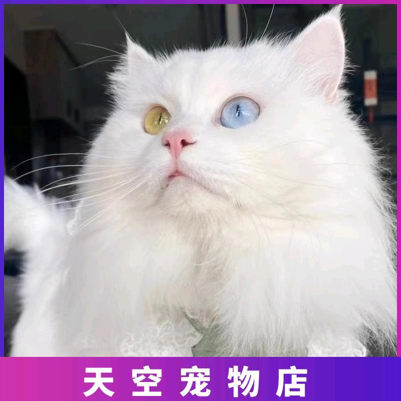 中华田园猫小猫宠物狸花猫幼猫三花猫幼崽橘猫活体黑白奶牛猫真猫