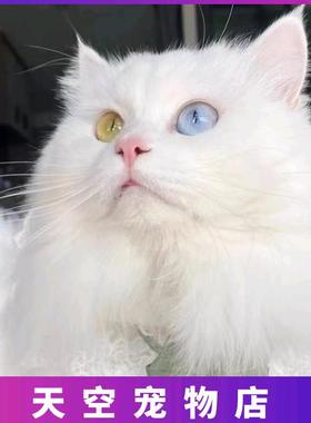 中华田园猫小猫宠物狸花猫幼猫三花猫幼崽橘猫活体黑白奶牛猫真猫