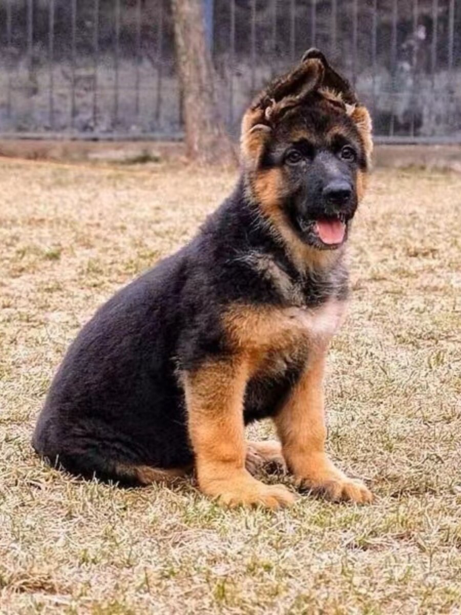 混血德牧犬幼犬四眼铁包金中华田园犬狗正宗德国牧羊犬幼崽大狼狗