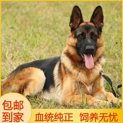 纯种血统德牧幼犬活体国