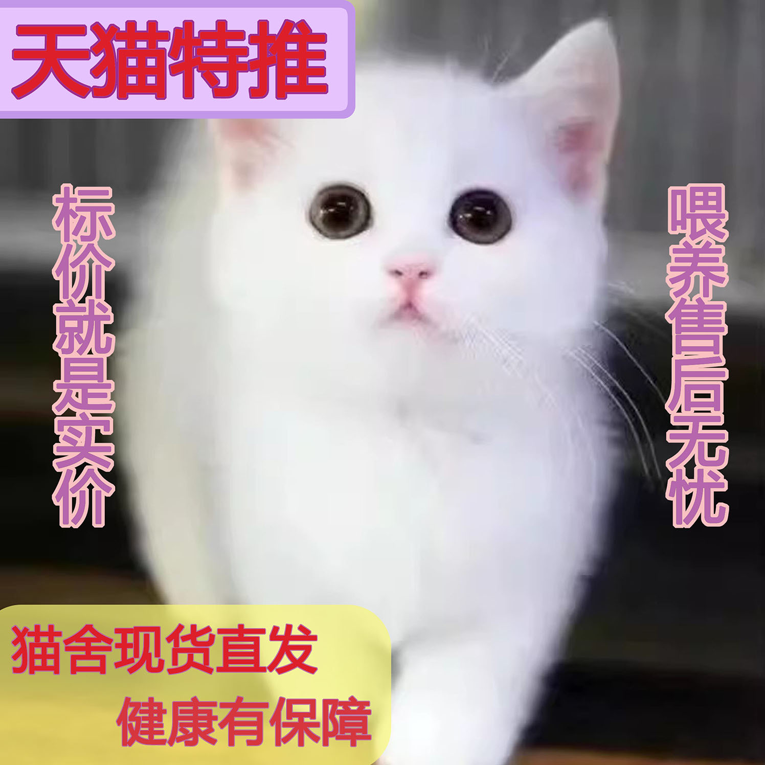 中华田园猫捉老鼠正宗土