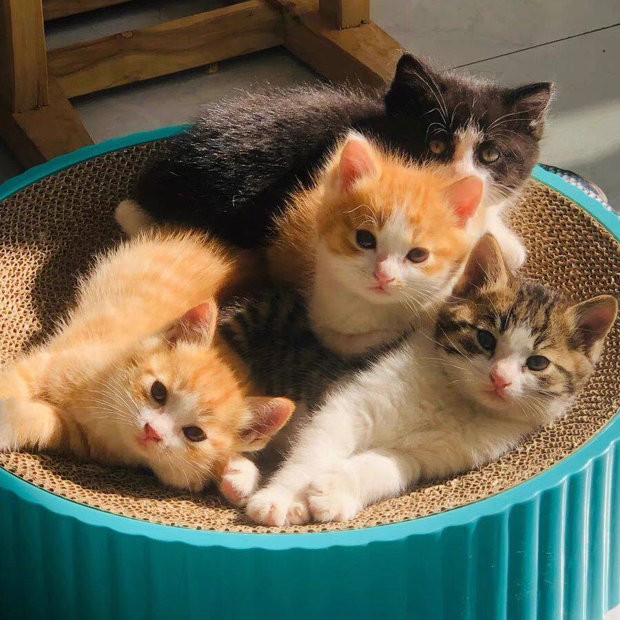 中华田园猫农村家养便宜小土猫幼猫宠物猫咪真猫串串猫橘猫小奶猫