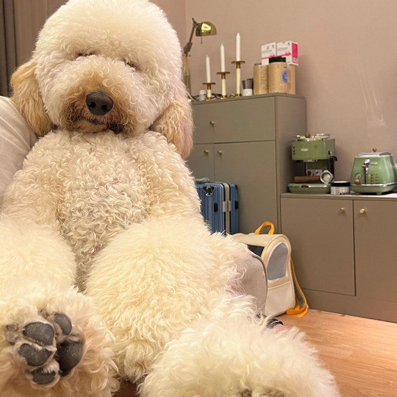 纯种巨贵犬幼犬活体大型泰迪花色狗狗宠物巨贵白香槟色巨型贵宾犬