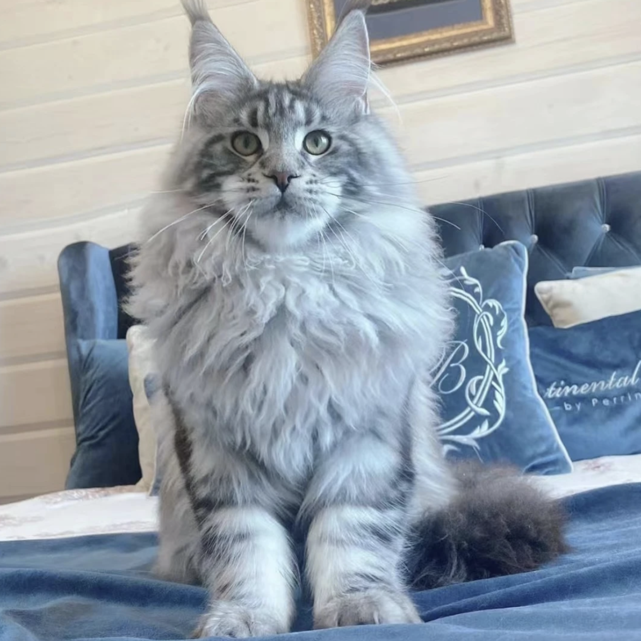 缅因猫幼猫纯种棕银虎斑挪威森林猫幼崽活体缅因猫纯种霸气猫咪