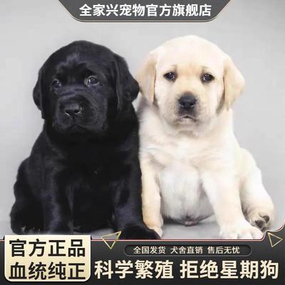 纯种拉布拉多幼犬大骨架双血统全黑色拉拉寻回导盲犬聪明活宠物狗