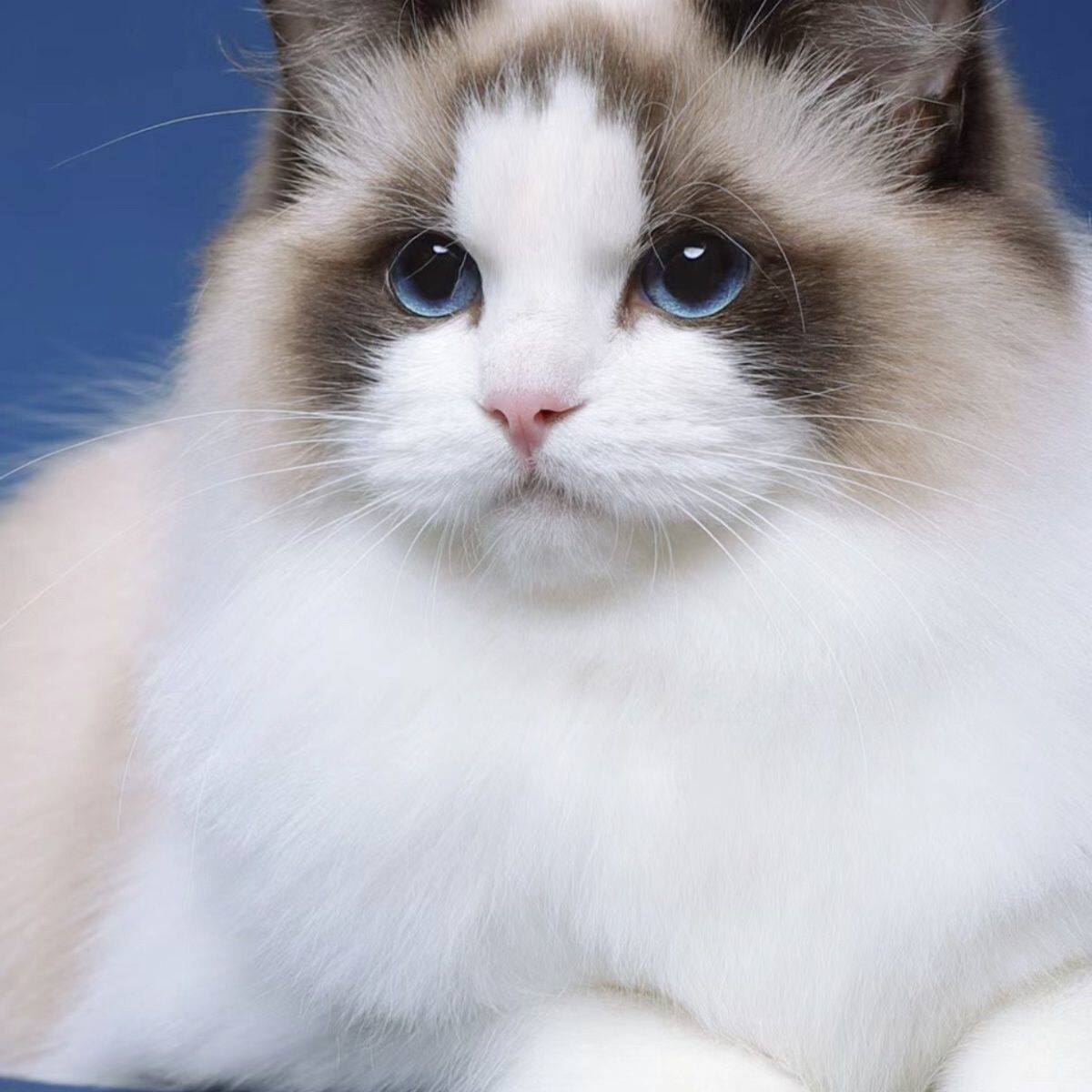 布偶猫仙女猫英短蓝猫我没短蓝猫暹罗猫金渐层银渐层活的猫咪网红