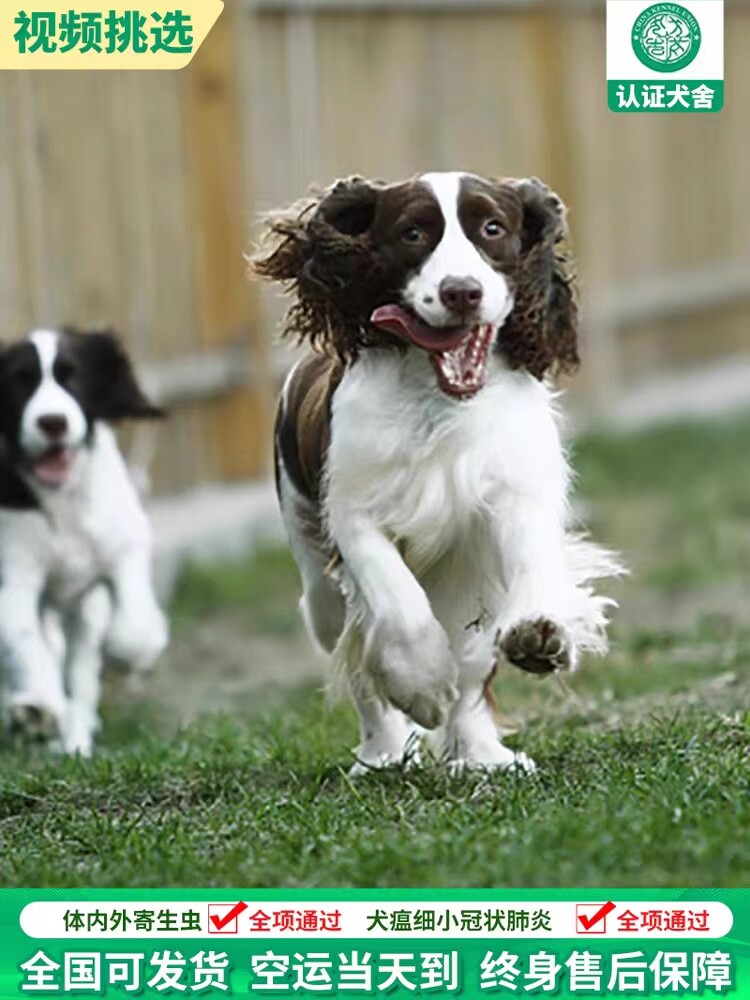 纯种史宾格犬幼犬活体赛级肝色棕色黑色犬史宾格搜救犬猎犬宠物狗