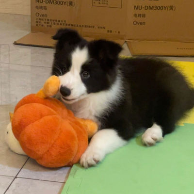 混血边牧犬黑白色边牧幼犬活物宠物狗边境牧羊犬幼崽小狗可爱漂亮