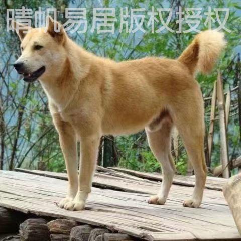 五黑犬幼中华田园广西土