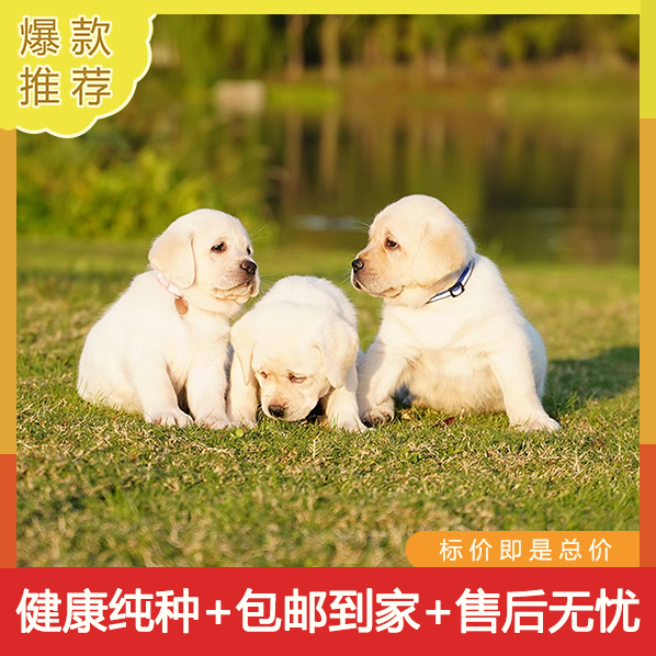 拉布多幼犬纯种导盲神小