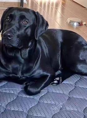 拉布拉多幼犬便宜忠诚白色幼崽大骨架活体宠物狗神犬小七寻回犬狗