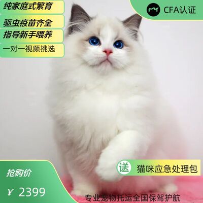 纯种布偶猫幼宠物活体崽