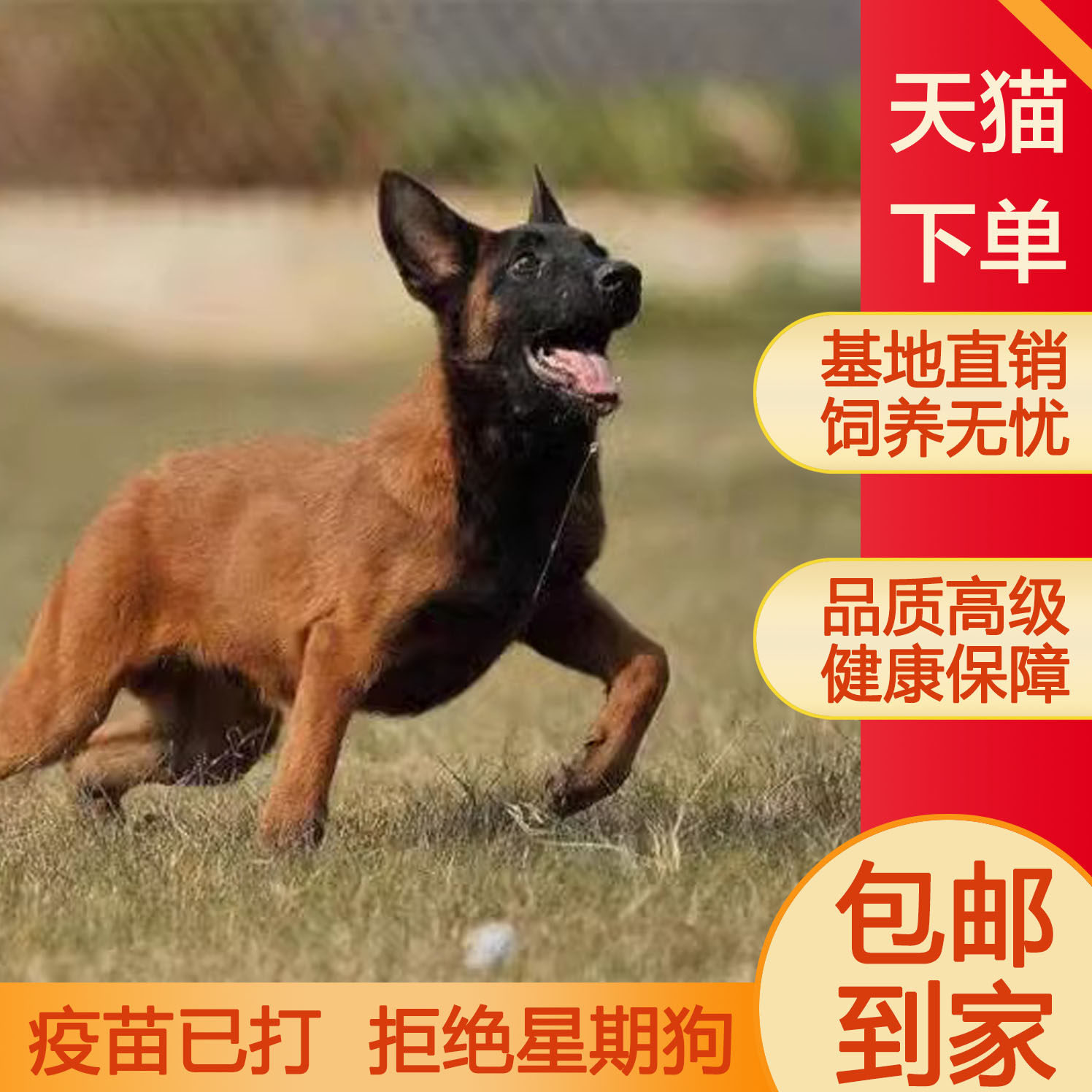 马犬混血短毛工作犬看门狗狗狗护卫犬爆红看家红马黄马科目犬警犬