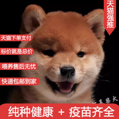 纯种日本柴犬舍小幼崽赤色豆宠物