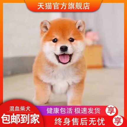 柴犬混血活物豆柴狗狗活泼精品幼犬秋田看家宠物狗小真狗超萌活体