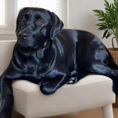 拉布拉多幼犬寻回犬大型犬小狗活泼幼崽纯黑色狗奶白色忠诚大骨架