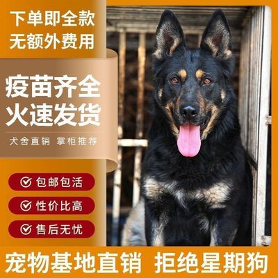 混杂东德牧羊犬幼看家护