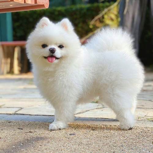 博美幼犬狗狗帅气长不大超萌活体小型犬白色白狗活物小体型迷你狗