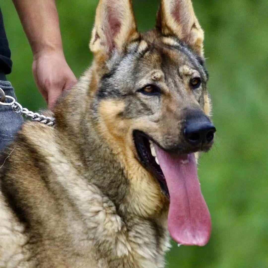 狼青狗幼犬中华狼青犬昆明犬土狗大型犬警犬护卫犬看家护院家养狗