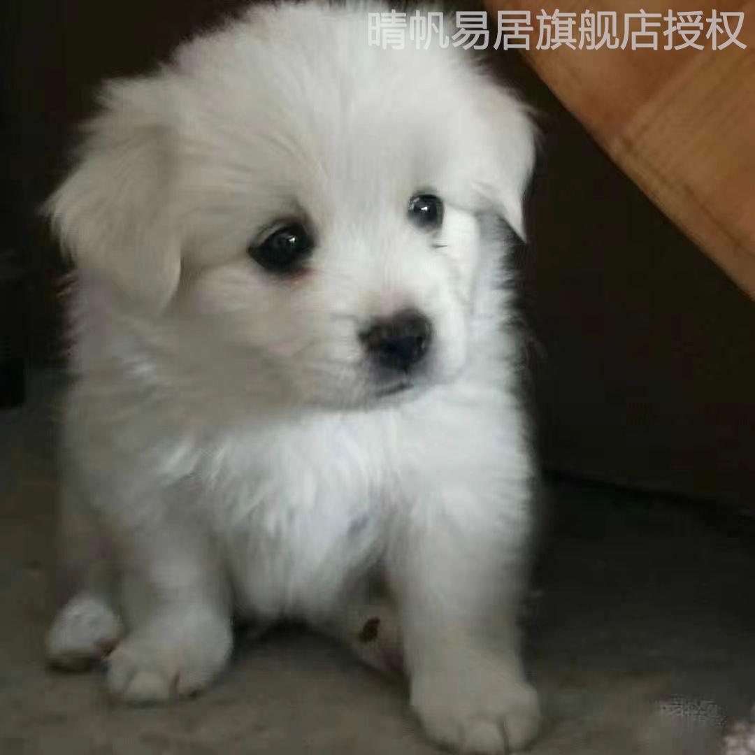 狗活体中华田园犬便宜小