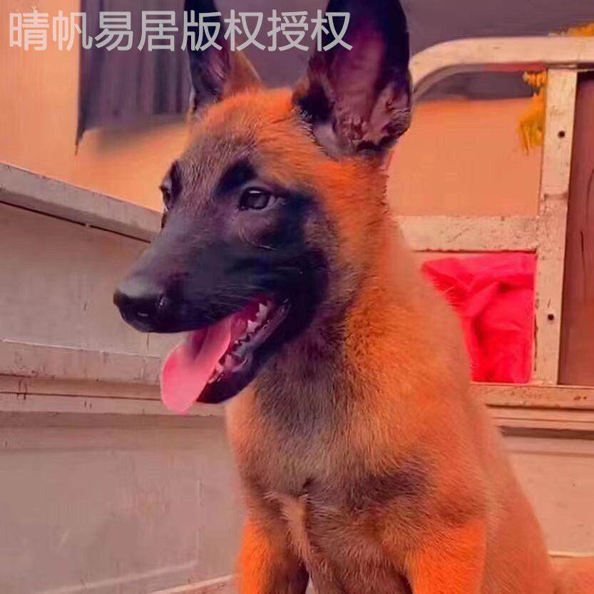 马犬幼犬混血狗狗护卫犬黄马红马黑马狗狗宠物狗狗工作犬正宗马犬