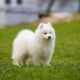混血非纯种萨摩耶幼犬陪伴狗便宜萨摩耶犬纯白色雪橇犬活物宠物狗
