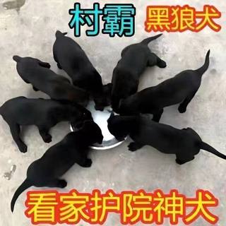 大型黑狼犬混血便宜中华田园幼犬狗看家护主护院护卫猛犬墨界狼狗