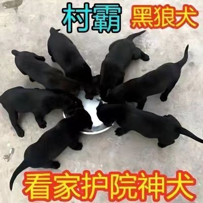 大型黑狼犬混血便宜中华