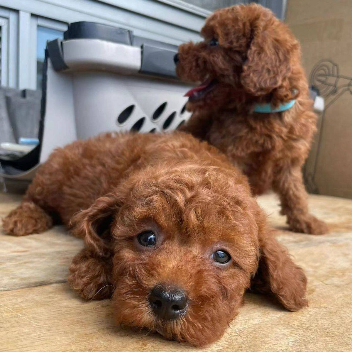 纯种泰迪幼犬贵宾犬长不大香槟色活体茶杯犬小型犬飞耳黑宠物狗狗