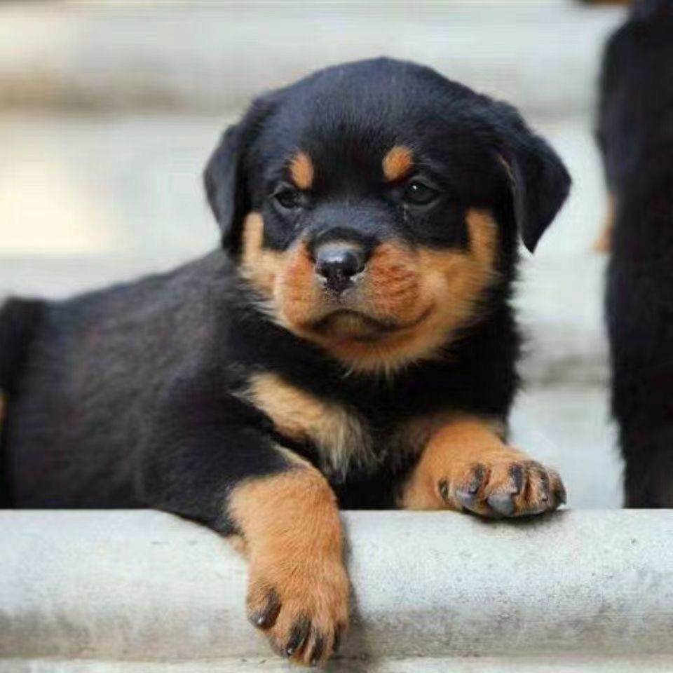 混血四眼小黑狗铁包金中华田园犬幼崽四眼土狗广西土猎犬四眼狗狗