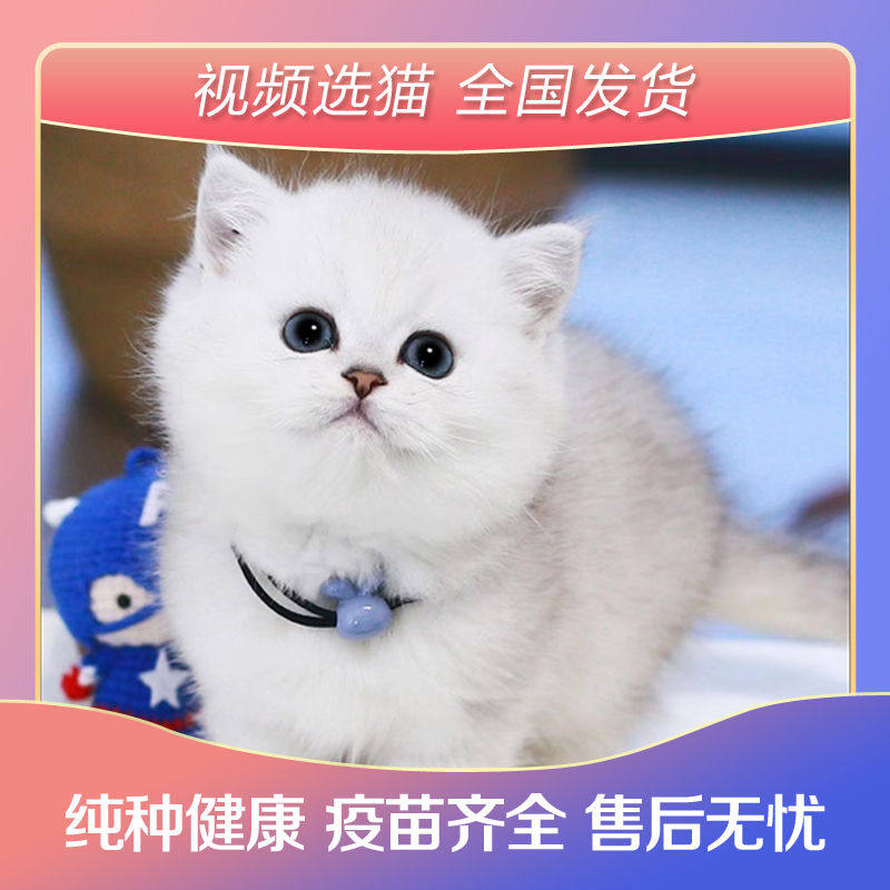 纯种银渐层猫幼猫短毛矮脚猫宠物猫咪活物英短猫幼崽长毛金吉拉猫