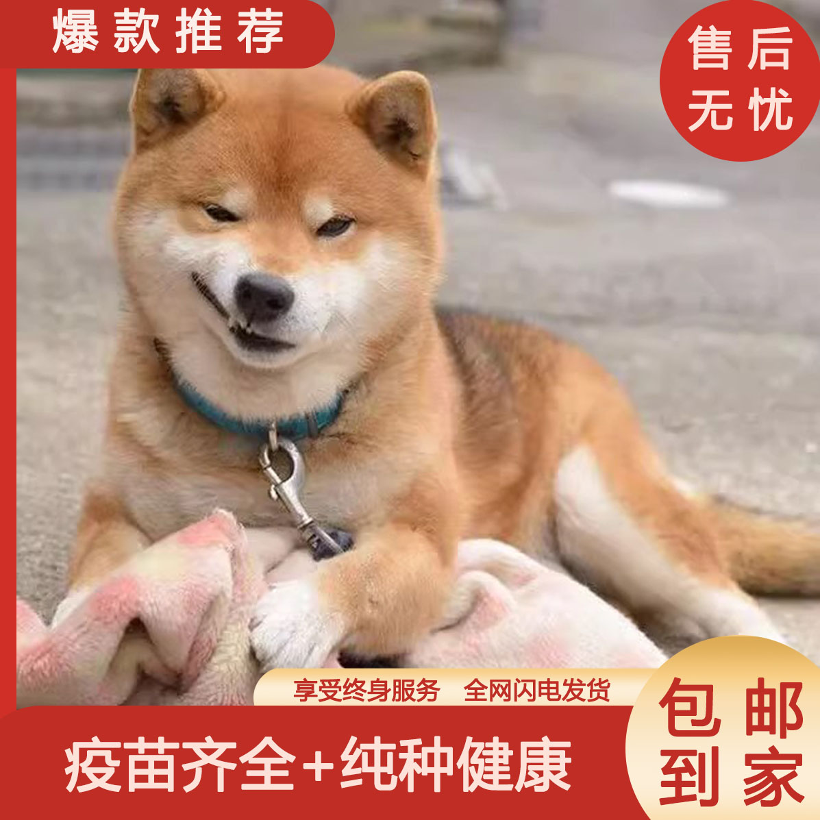 柴犬幼纯种崽活体中小型宠物狗豆
